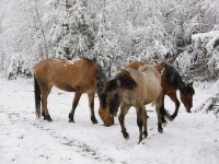 Лошади кормятся из под снега