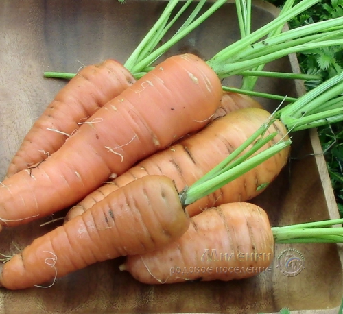Морковь сладкая