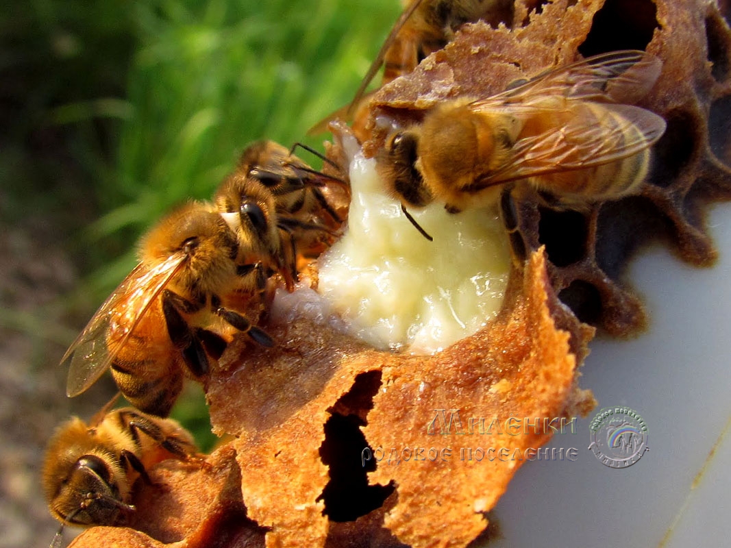 Маточное молочко пчелиное натуральное - Родовое поселение Миленки