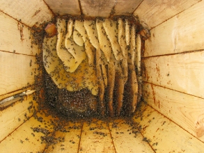 Внутри колоды с пчелами